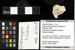 Foto (Objekt + Etiketten) von Glaessneropsis tribulosa (Schweitzer & Feldmann, 2009) 
